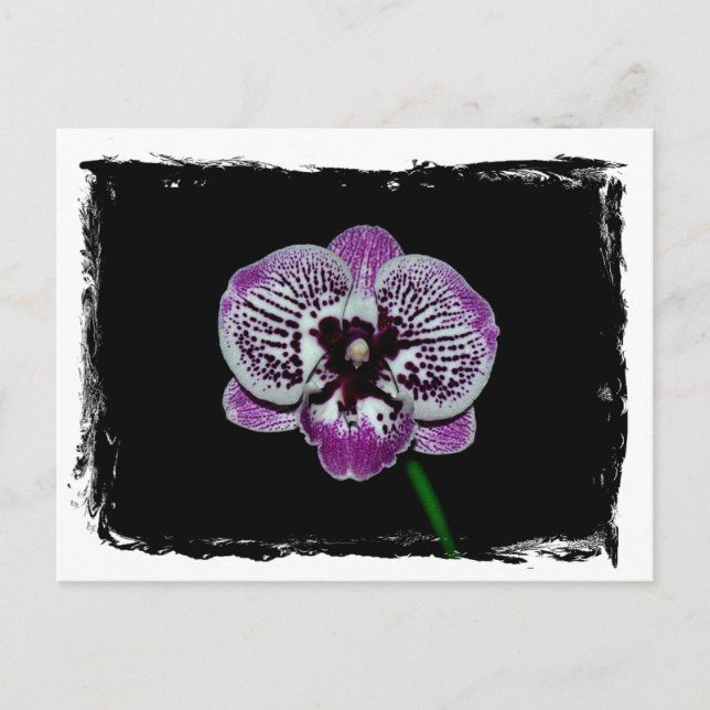 Carte Postale Orchidée blanche et violette (Devant)