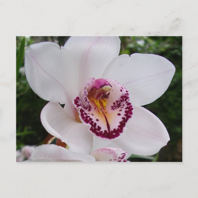 Carte Postale Orchidée Blanche I Belle Fleur Tropicale (Devant)