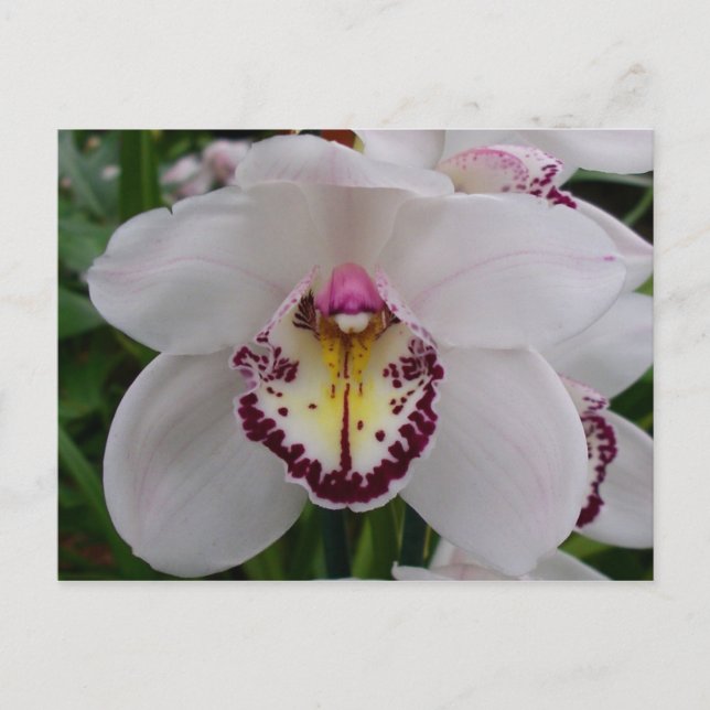 Carte Postale Orchidée blanche II Élégante florale (Devant)