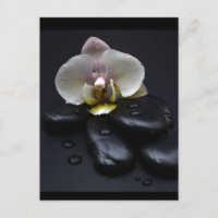 Orchidée Blanche Sur Pierres Noires