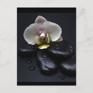 Carte Postale Orchidée Blanche Sur Pierres Noires