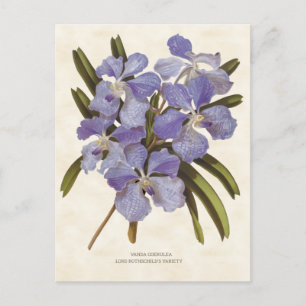 Carte Postale Orchidée bleue Vanda Vintage Botanique