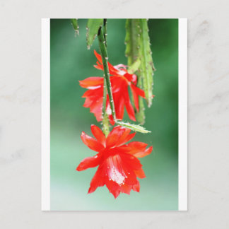 Carte Postale Orchidée cactus en fleurs