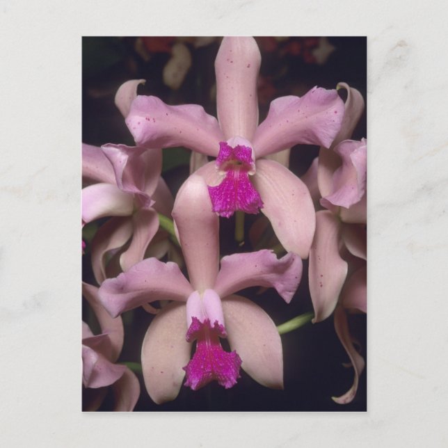 Carte Postale Orchidée (Cattleya amethystoglossa), Est (Devant)