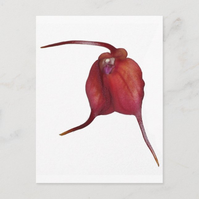 Carte Postale Orchidée coquine (Devant)