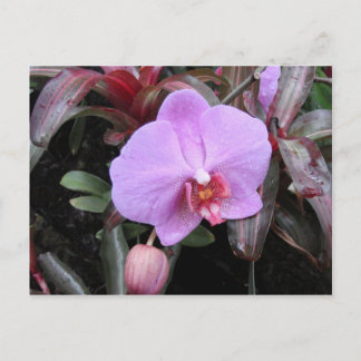 Carte Postale Orchidée dans le jardin