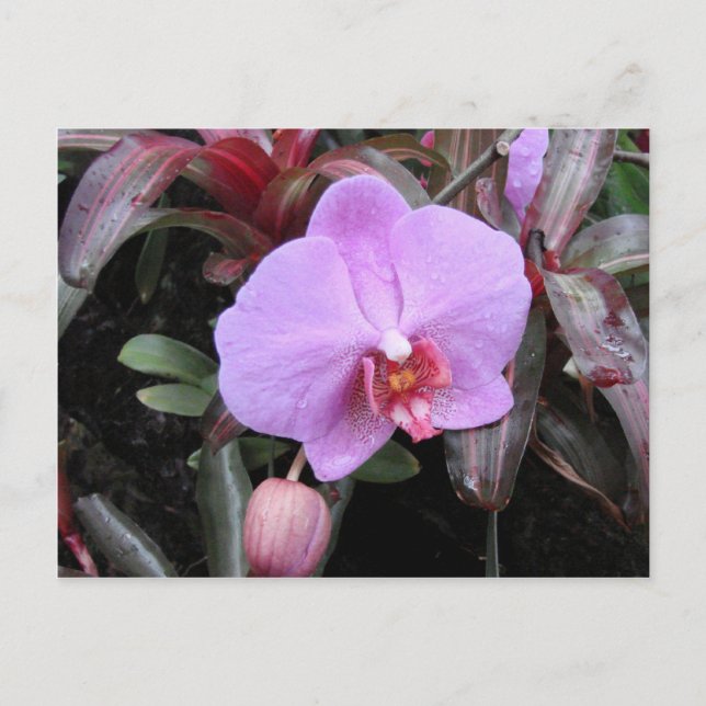 Carte Postale Orchidée dans le jardin (Devant)