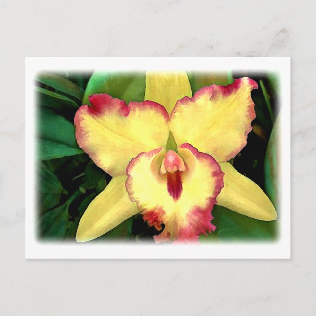 Carte Postale Orchidée de Cattleya jaune avec rouffle rouge (Devant)