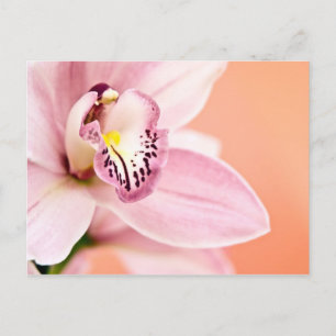 Carte Postale Orchidée de Cymbidium