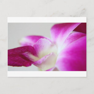 Carte Postale Orchidée de Dendrobium