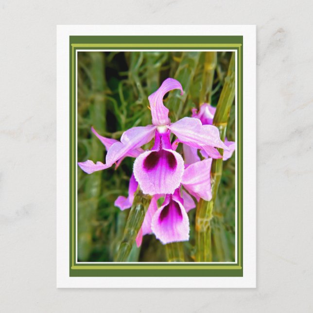 Carte Postale Orchidée de lavande (Devant)
