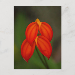 Carte Postale Orchidée de Masdevallia ignea