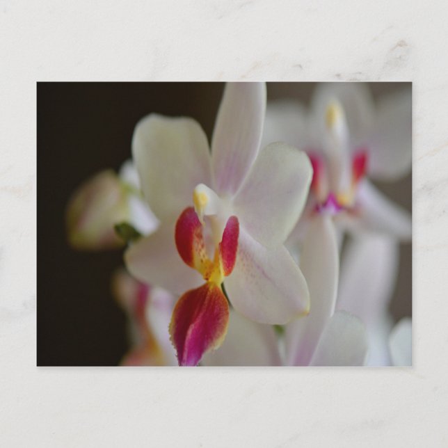 Carte Postale Orchidée de Phalaenopsis (Devant)
