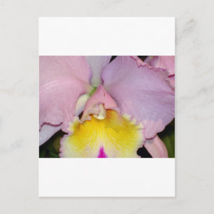 Carte Postale Orchidée de printemps