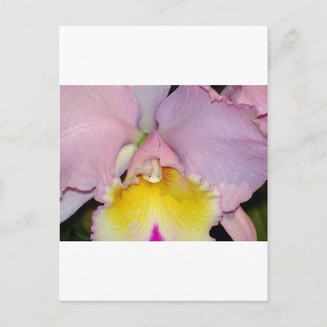 Carte Postale Orchidée de printemps (Devant)