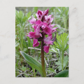 Carte Postale Orchidée de tourbière pourpre, île Unalaska