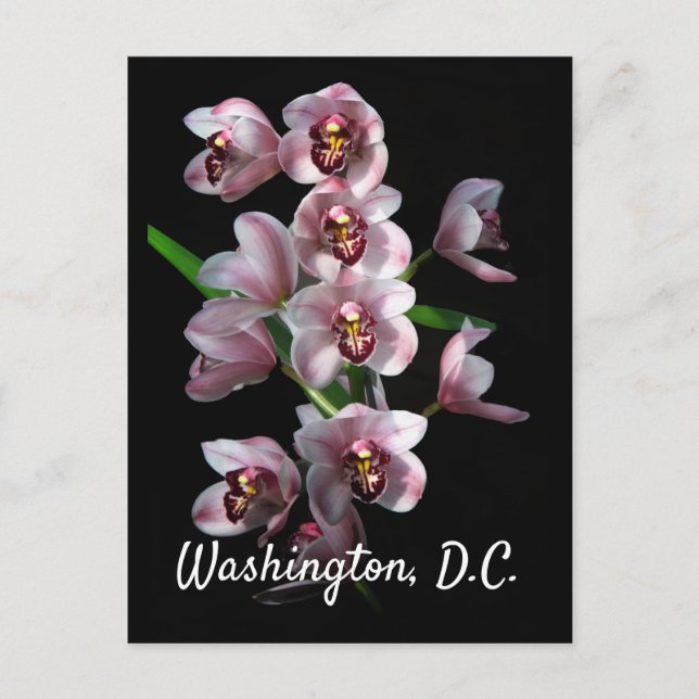 Carte Postale Orchidée folie sur Black, Washington, D.C (Devant)
