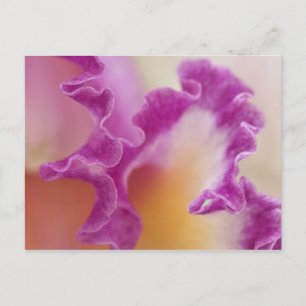 Carte Postale Orchidée hybride en gros plan, Delray Beach, Flori