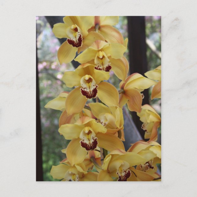 Carte Postale Orchidée jaune (Devant)