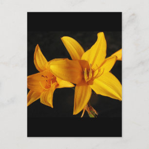 Carte Postale Orchidée jaune