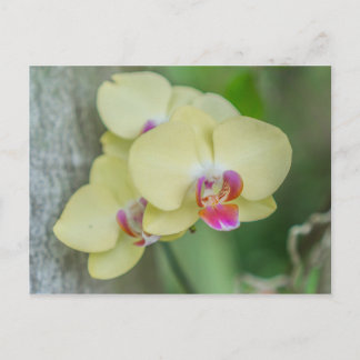 Carte postale - Orchidée jaune