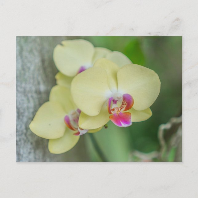 Carte postale - Orchidée jaune (Devant)