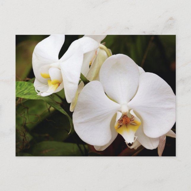 Carte Postale Orchidée Lune Blanche (Phalaenopsis Aphrodite) (Devant)