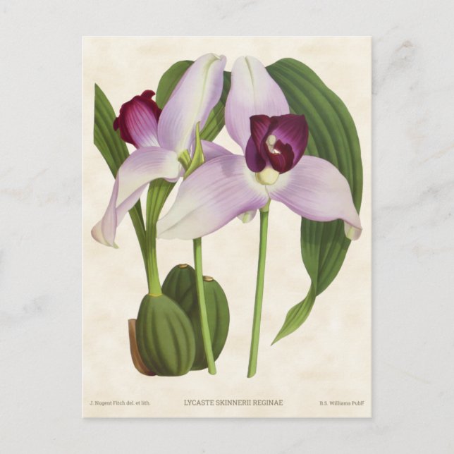 Carte Postale Orchidée Lycaste Violette Botanique Vintage (Devant)