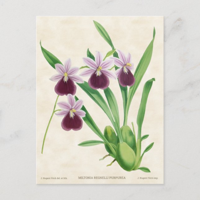 Carte Postale Orchidée Miltonia Violette Botanique Vintage (Devant)