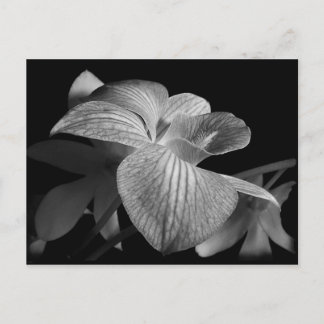 Carte postale Orchidée noire et blanche