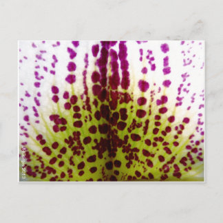 Carte postale Orchidée Phalaenopsis