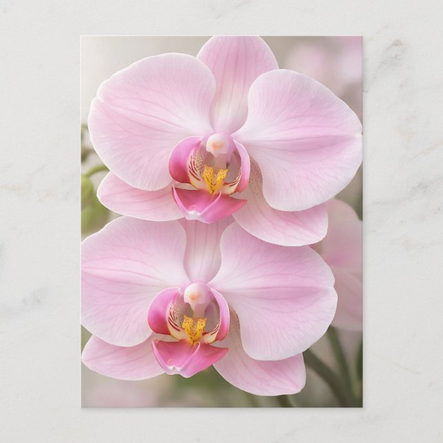 Carte Postale Orchidée Phalaenopsis Rose Clair (Devant)