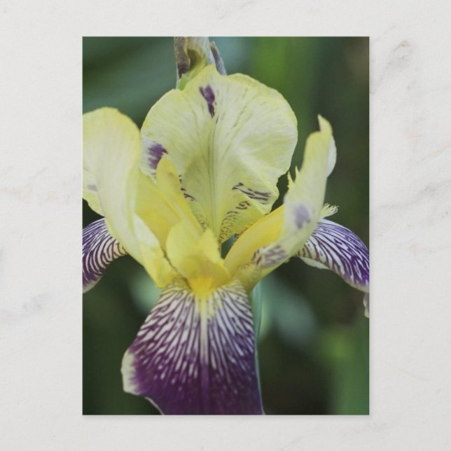Carte postale Orchidée rare (Devant)