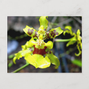 Carte Postale Orchidée, rivière Pastaza, Amazonie équatorienne