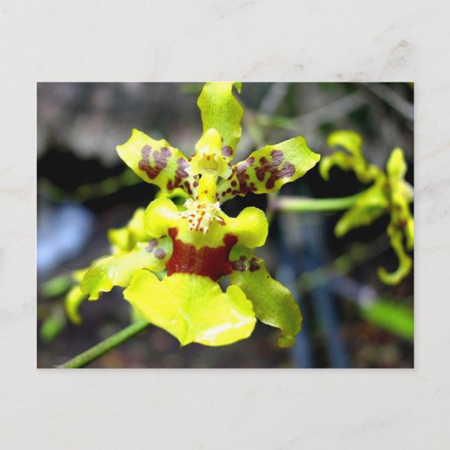 Carte Postale Orchidée, rivière Pastaza, Amazonie équatorienne (Devant)