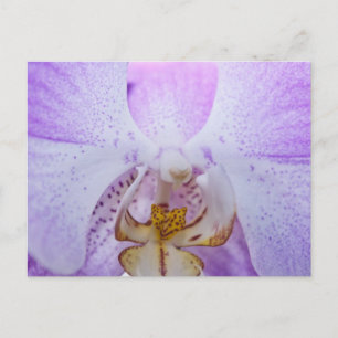 Carte Postale Orchidée rose