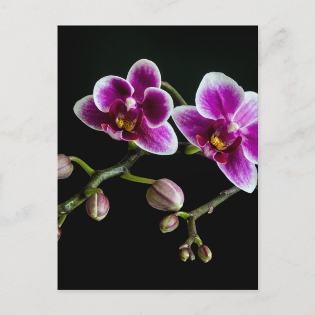 Carte Postale Orchidée rose blanc couleur sur noir pâle doux (Devant)
