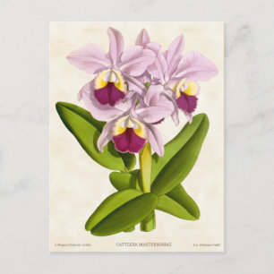 Carte Postale Orchidée rose Cattleya Vintage Botanique