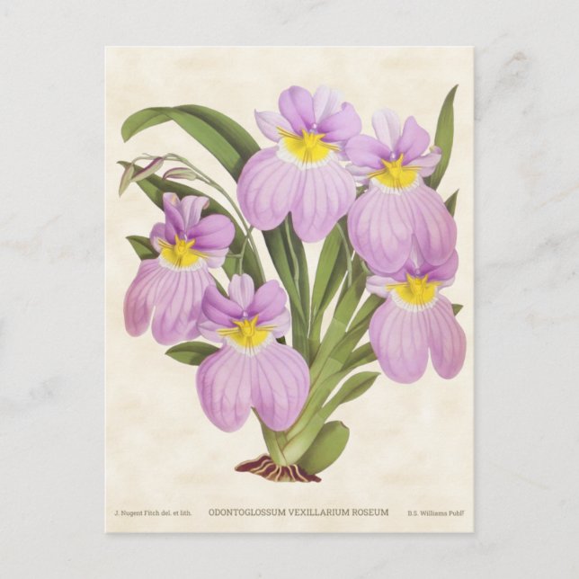 Carte Postale Orchidée rose Odontoglossum Vintage Botanique (Devant)