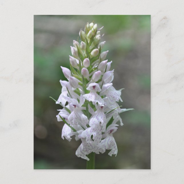 Carte Postale Orchidée tachetée rose sauvage (Devant)