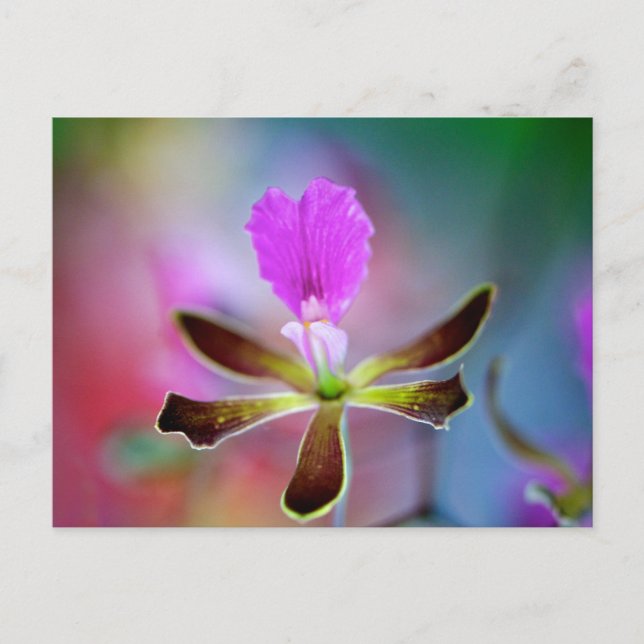 Carte Postale Orchidée violette (Devant)