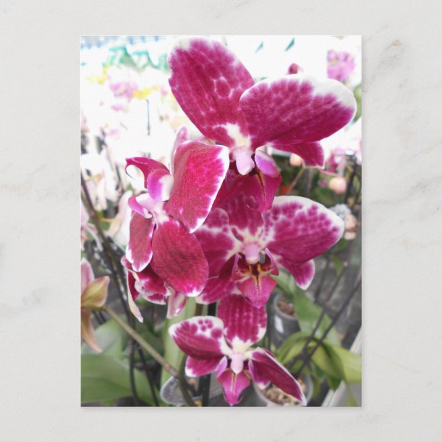 Carte Postale Orchidée violette (Devant)