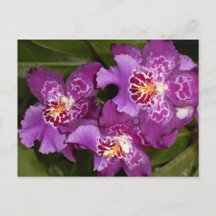 Carte Postale Orchidée violette