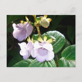 Carte Postale Orchidée violette de Fidji