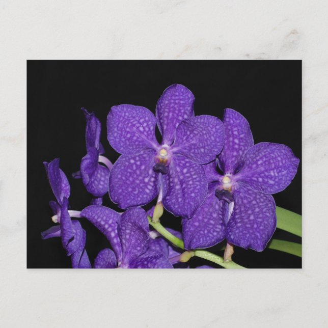 Carte Postale Orchidée violette de vanda (Devant)