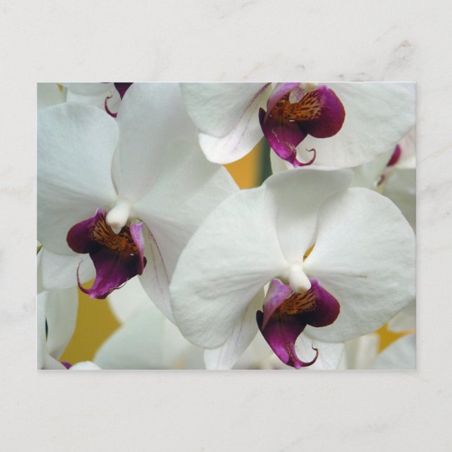 Carte Postale Orchidées (Devant)