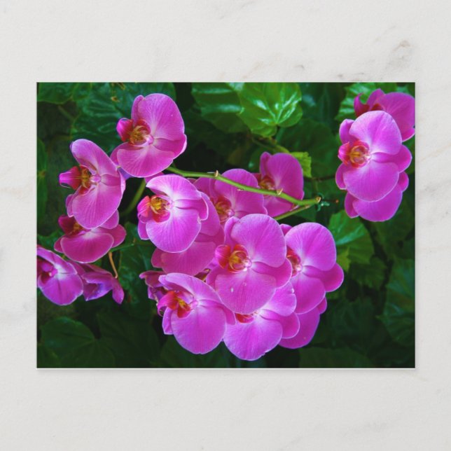 Carte Postale Orchidées (Devant)