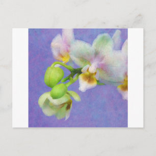 Carte Postale Orchidées