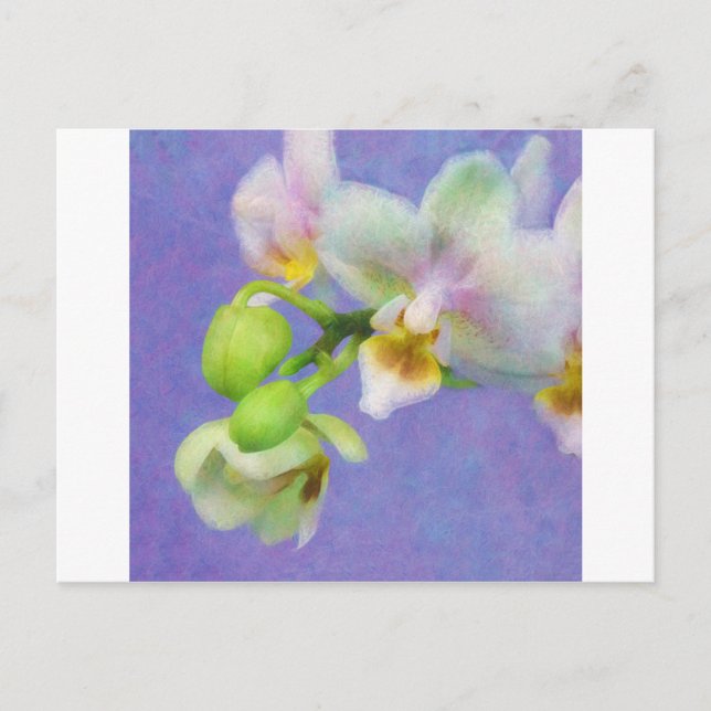 Carte Postale Orchidées (Devant)