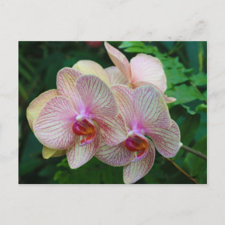 Carte Postale Orchidées